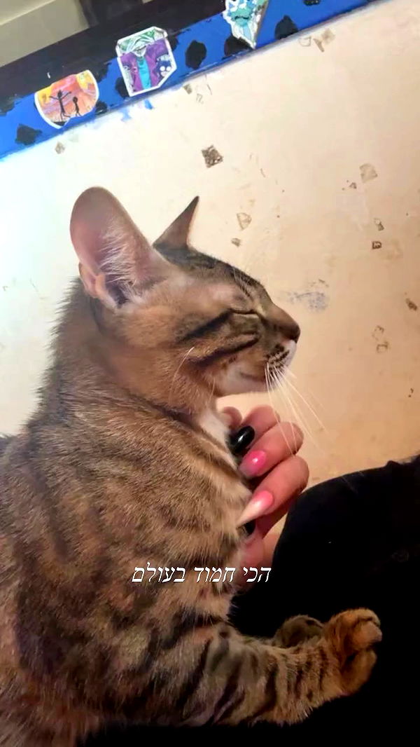 hellokittyangel666 archive video preview