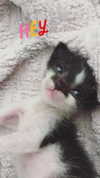 evasela__ Altpins Profile Picture