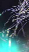 michal_cohen017 Altpins Profile Picture