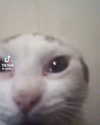 catl0verr69 Altpins Profile Picture
