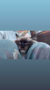 leni.bahr Altpins Profile Picture