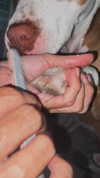 _mashachka_ Altpins Profile Picture
