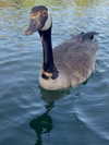 vamppyrbaby Altpins Profile Picture