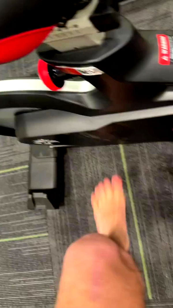 swholeanimal archive video preview