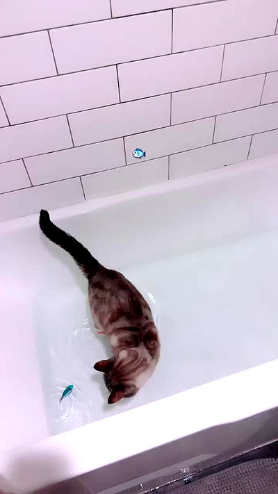 suikomuu suikomuu archive video