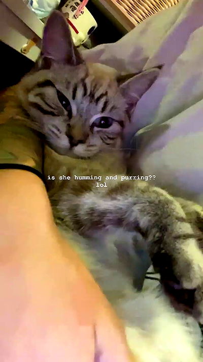 suikomuu suikomuu archive video