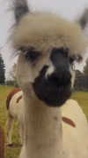 danamrts Altpins Profile Picture