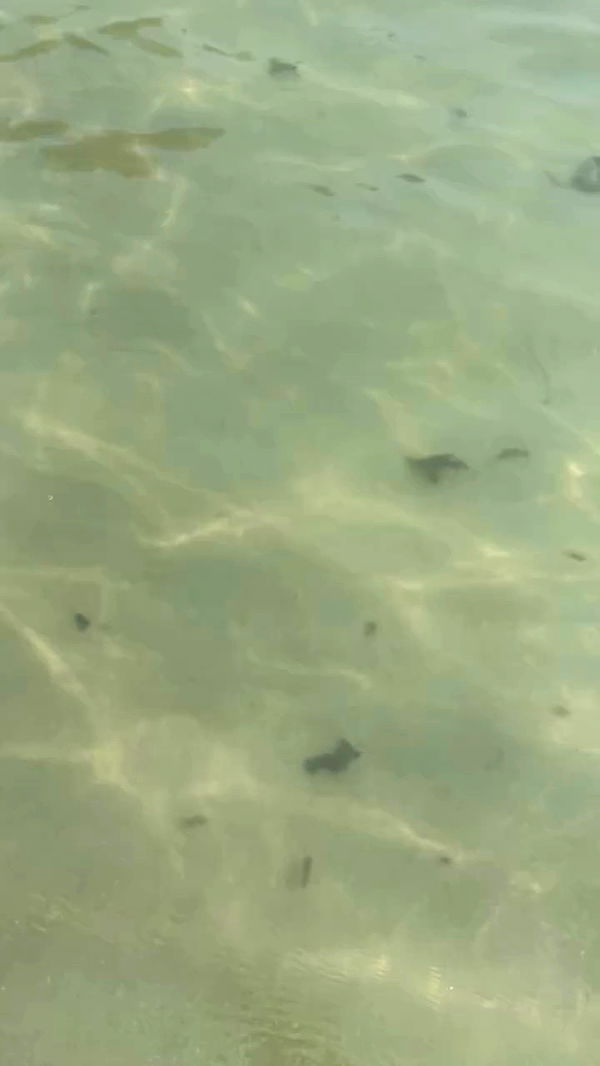 kteaworld archive video preview