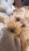 sophiecharlotth Altpins Profile Picture