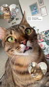 hellokittyangel666 Altpins Profile Picture
