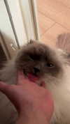 protheme Altpins Profile Picture