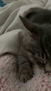nylthria Altpins Profile Picture