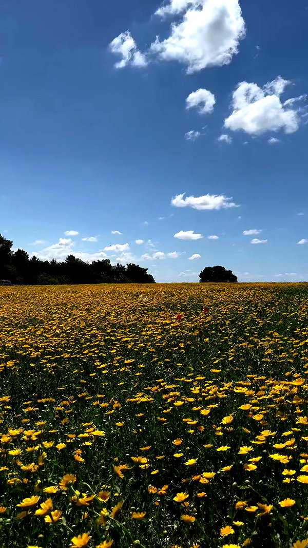 _l1loo archive video preview