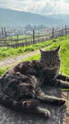 lotembar Altpins Profile Picture