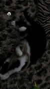 rott3nbambi Altpins Profile Picture