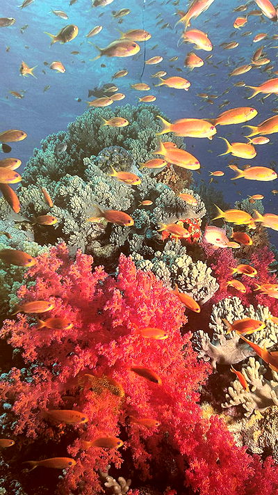 feelbetterinmysweater feelbetterinmysweater archive video