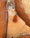 jahia_brown Altpins Profile Picture