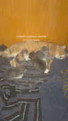 _shhayy22 Altpins Profile Picture