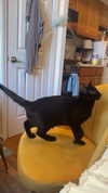biton__adi Altpins Profile Picture