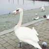 erokochiba Altpins Profile Picture