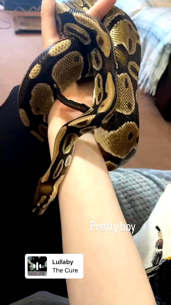 jahia_brown archive video preview