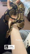 jahia_brown Altpins Profile Picture