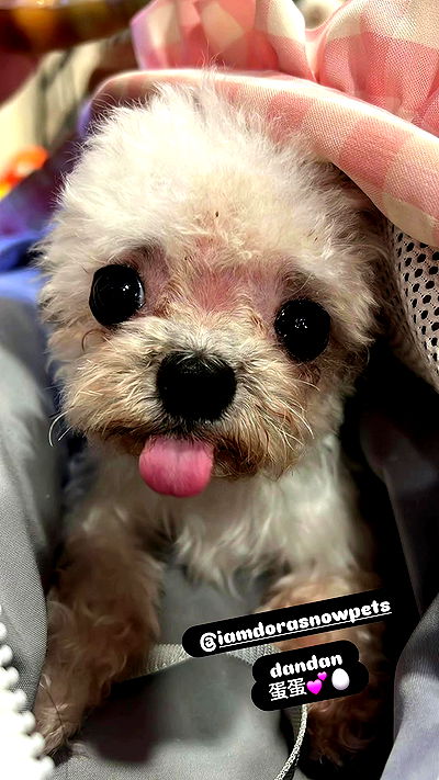 iamdorasnow iamdorasnow archive video