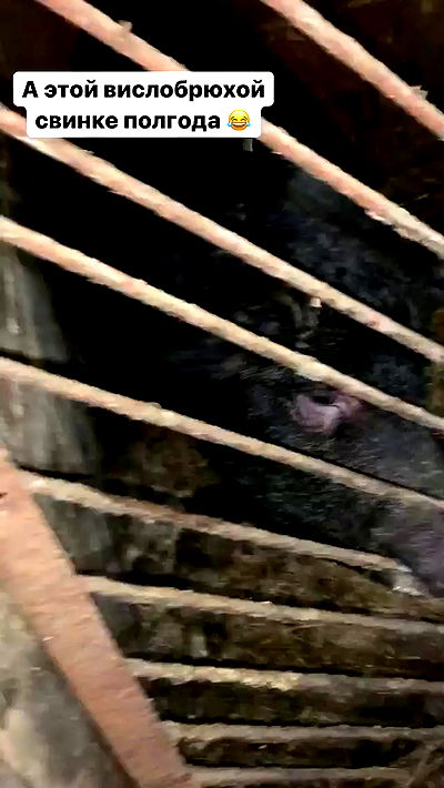 nyityam nyityam archive video