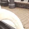 erokochiba Altpins Profile Picture