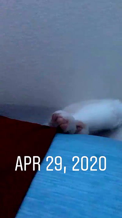 dracuina dracuina archive video