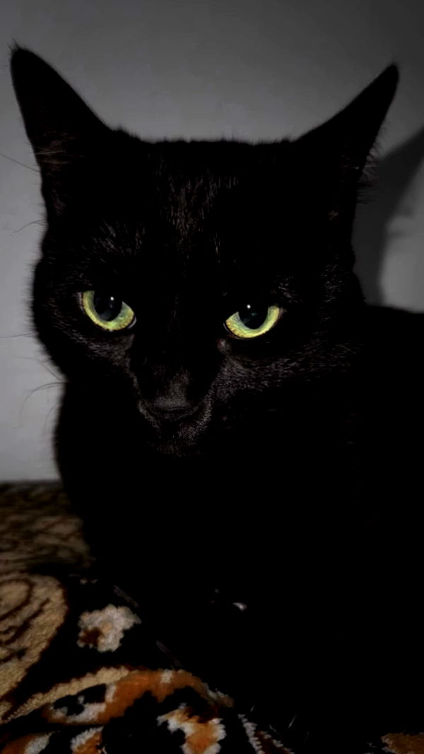 dustheadd archive video preview