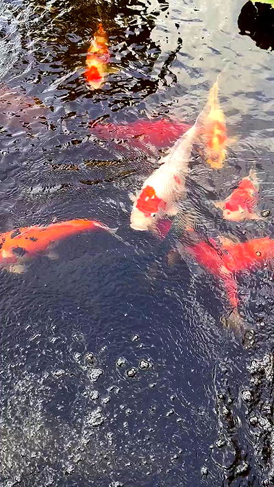 taylor.creeden taylor.creeden archive video