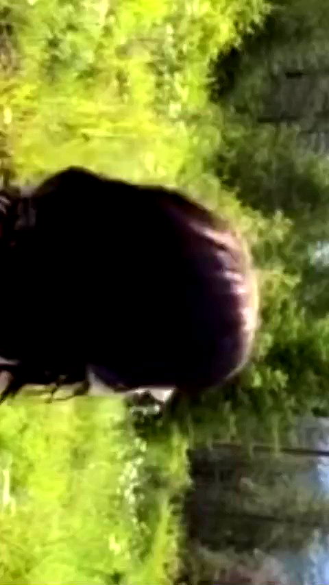 vampiryska archive video preview