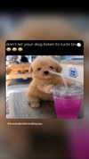 taxevasionkoala Altpins Profile Picture