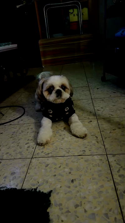 _._dianush._ _._dianush._ archive video