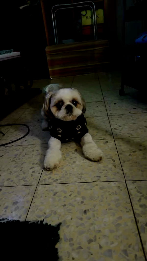 _._dianush._ archive video preview