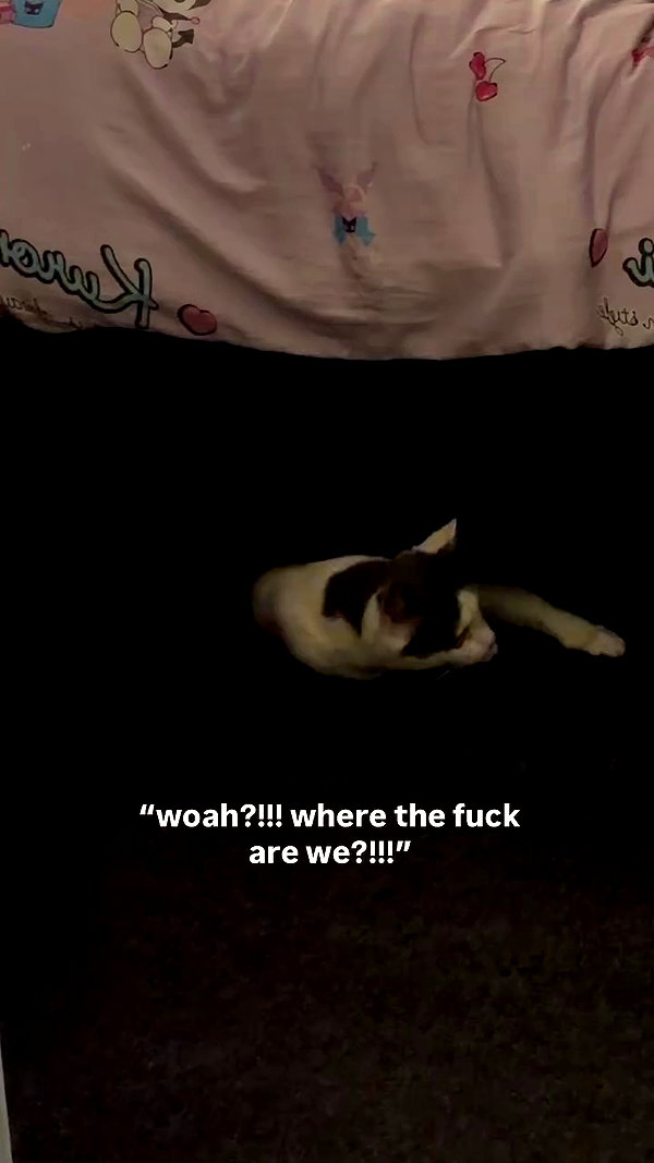 livindeadyaz archive video preview