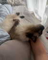sophiecharlotth Altpins Profile Picture