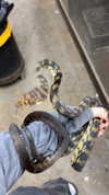 6a6ayaga3 Altpins Profile Picture
