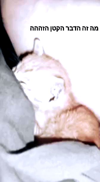 moonyyyya moonyyyya archive video