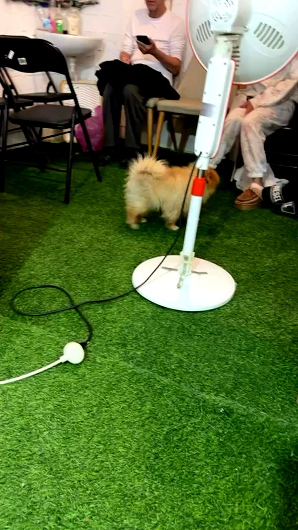 strawberryshanz archive video preview