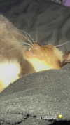 sweetmuffinnss Altpins Profile Picture