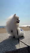 imshigh_ Altpins Profile Picture