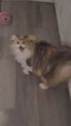 mirekyarahire Altpins Profile Picture
