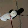 dear.zia Altpins Profile Picture