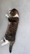 sonia_litvanchuk Altpins Profile Picture