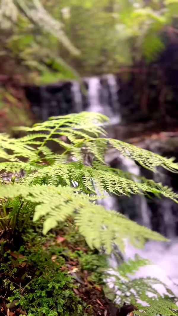 tamagotkri archive video preview