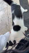 strawberryshanz Altpins Profile Picture