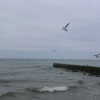 stranstviepera Altpins Profile Picture