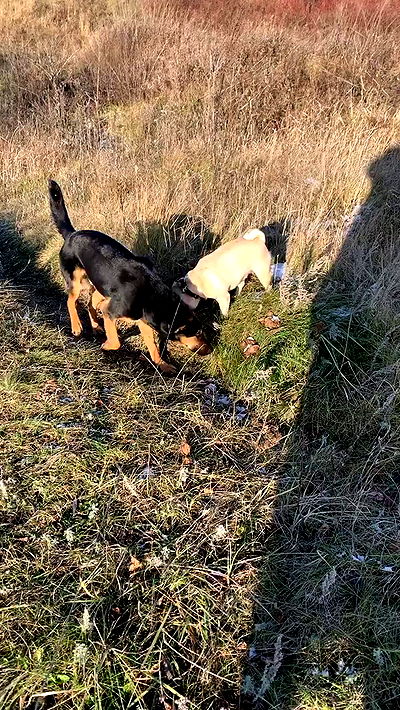 nyityam nyityam archive video